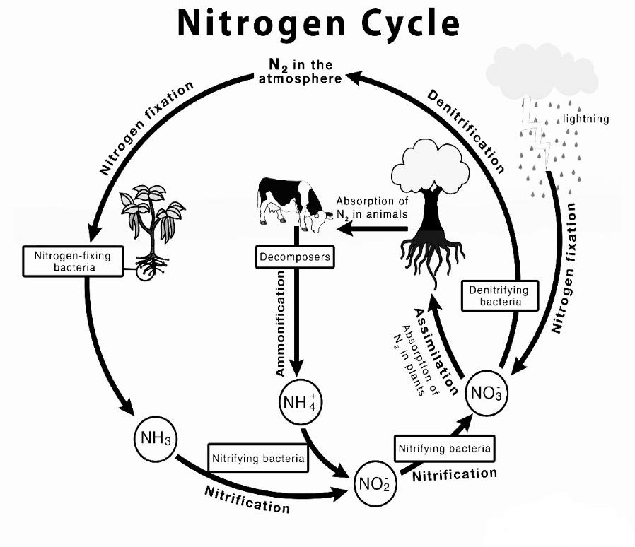 NECO AGRIC 