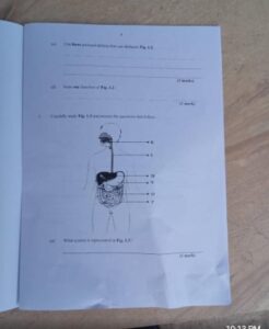 2025 NECO GCE Health Questions and Answers